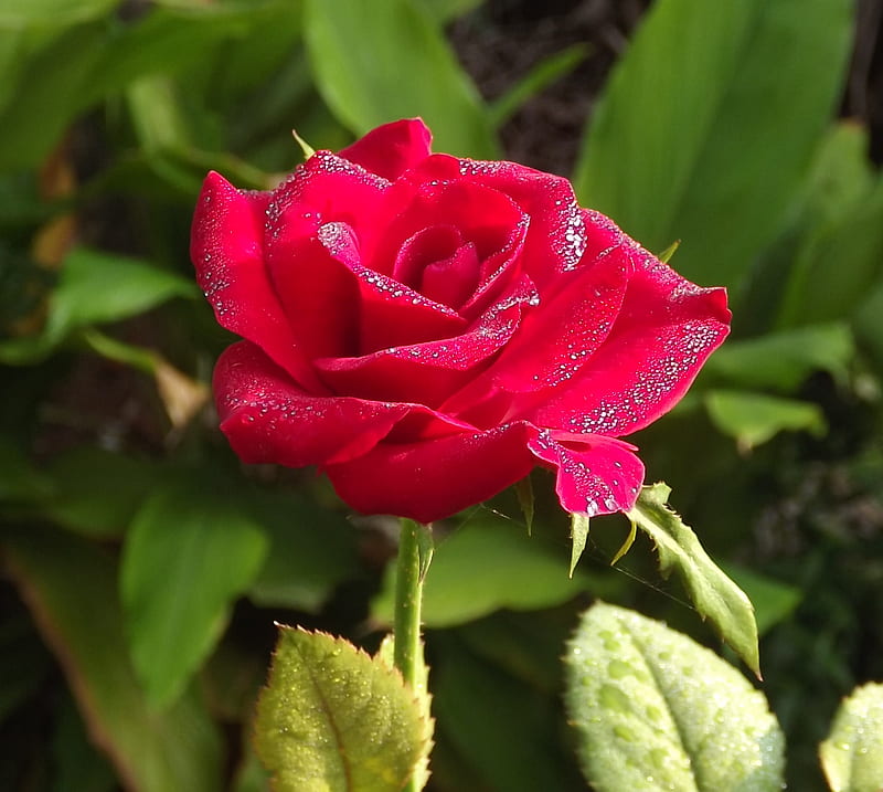 Red Rose, colour, cool, flower, nature, red, rose, HD wallpaper