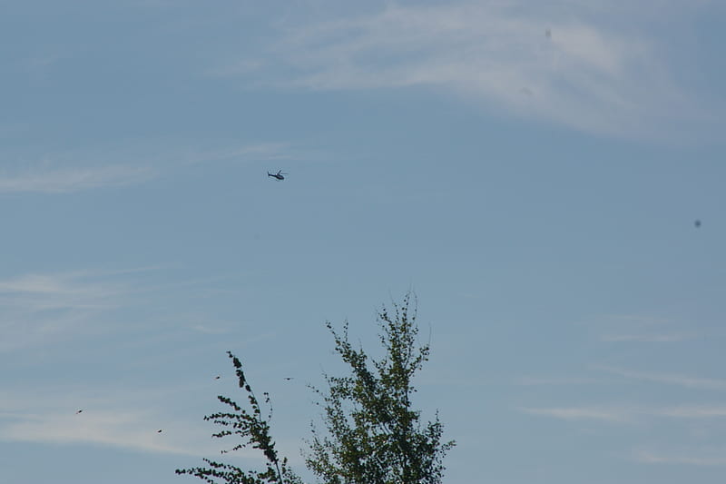 Helicopter and Birds in Flight, Teton Valley, Idaho, Transportation, Mountains, Scenic, Flight, Skies, Birds, HD wallpaper