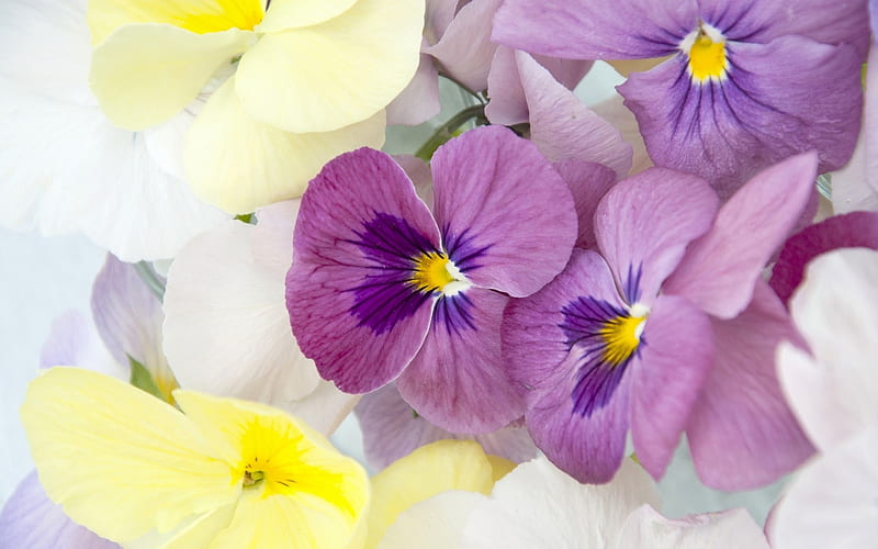 Pansies, purple, flower, yellow, spring, pansy, white, pink, viola tricolor, HD wallpaper