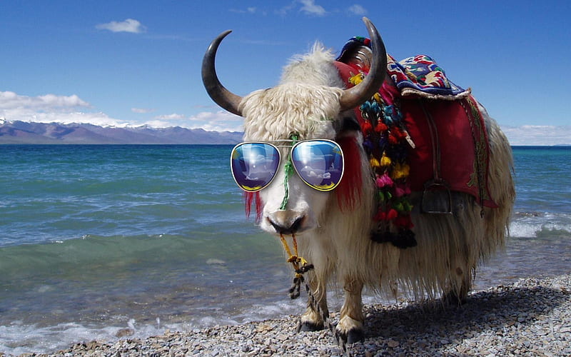 Funny ox, yak, ocean, ox, animal, horns, sea, sunglasses, beach, cool, summer, funny, white, blue, HD wallpaper