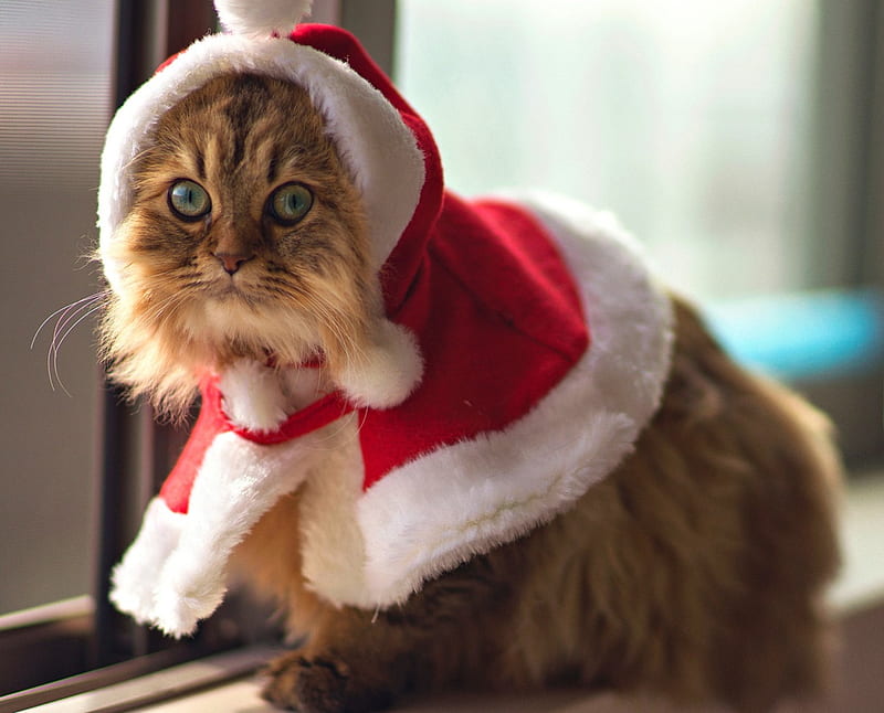 Adorable Christmas Cat, pretty, holidays, christmas cat, bonito, adorable, magic, cat eyes, xmas, sweet, graphy, magic christmas, beauty, happy holidays, animals, lovely, holiday, christmas, kitty, new year, happy new year, cat, cat face, hat, cute, paws, merry christmas, sweetness, eyes, cats, kitten, HD wallpaper