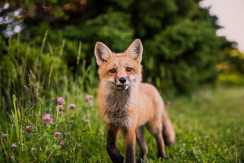 fox, muzzle, sight, grass, wildlife, HD wallpaper