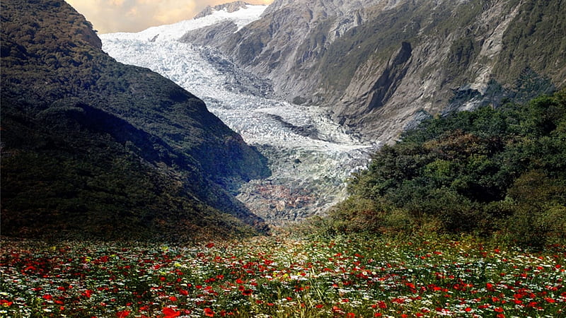 Snow Melt, glacier, snow, mountains, flowers, spring, meadow, HD wallpaper