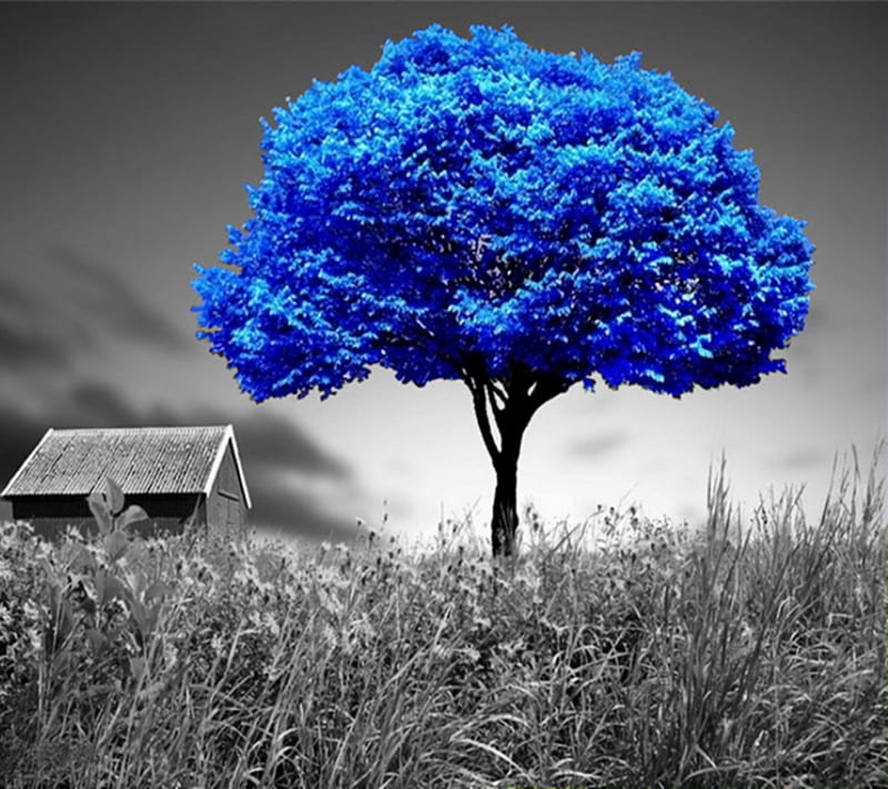 Blue Tree, awesome, beauty, cool, nature, nice, ok, view, HD wallpaper