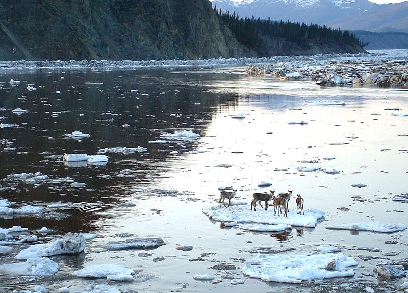 Caribou riding an ice chunk, Caribou, Float, Alaska, Riding, Yukon river, Ice chunk, HD wallpaper