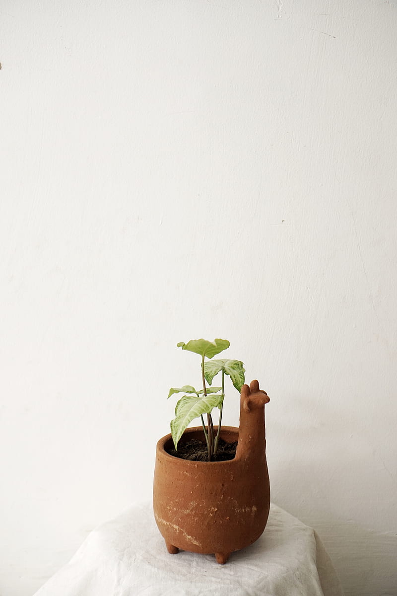 plant, pot, decor, minimalism, HD phone wallpaper