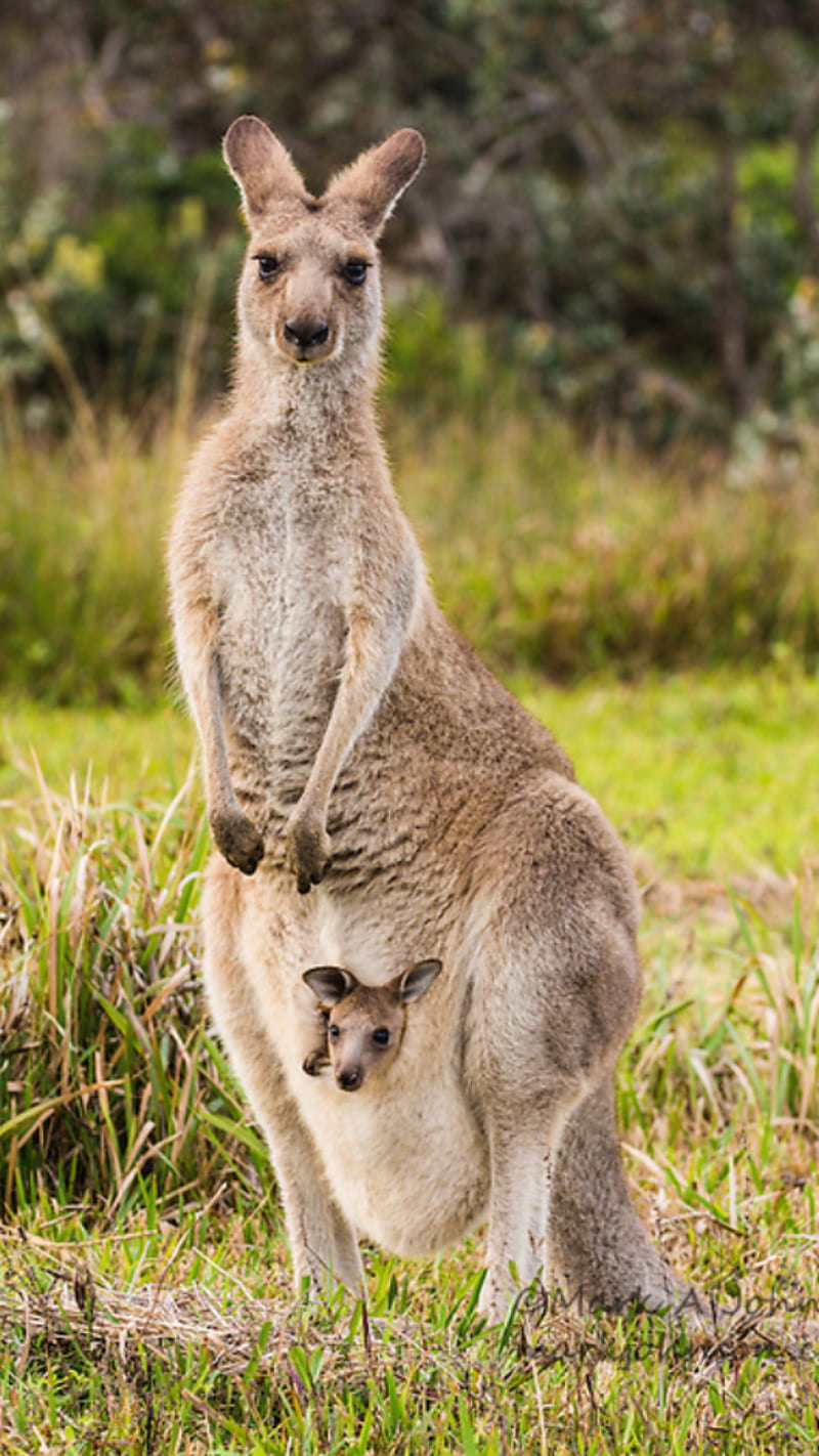 Kangaroo, animal, animals, kangaroos, HD phone wallpaper