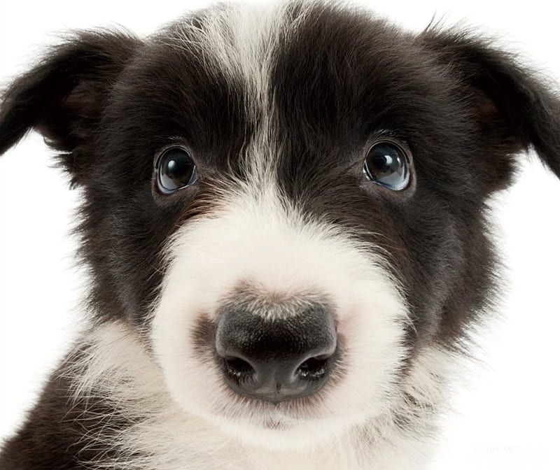 Border Collie puppy, face, white, puppy, animal, dog, black, caine, sweet, pet, border collie, eyes, HD wallpaper