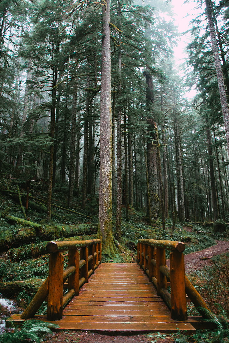bridge, trees, forest, path, wooden, HD phone wallpaper