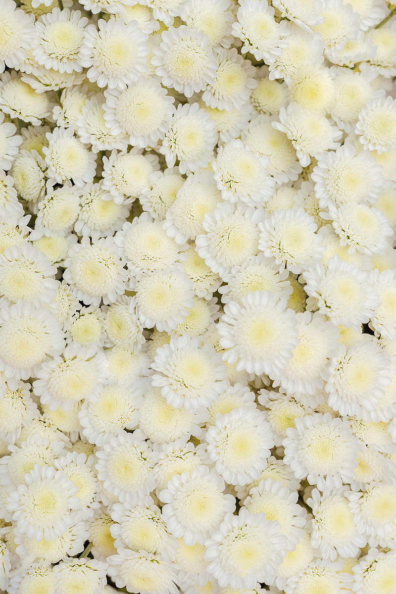 De flores blancas y amarillas, Fondo de pantalla de teléfono HD | Peakpx