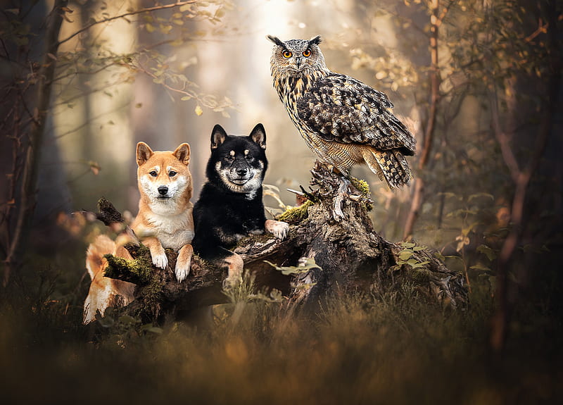 Animal, Cute, Akita, Bird, Dog, Owl, Stump, Wildlife, HD wallpaper