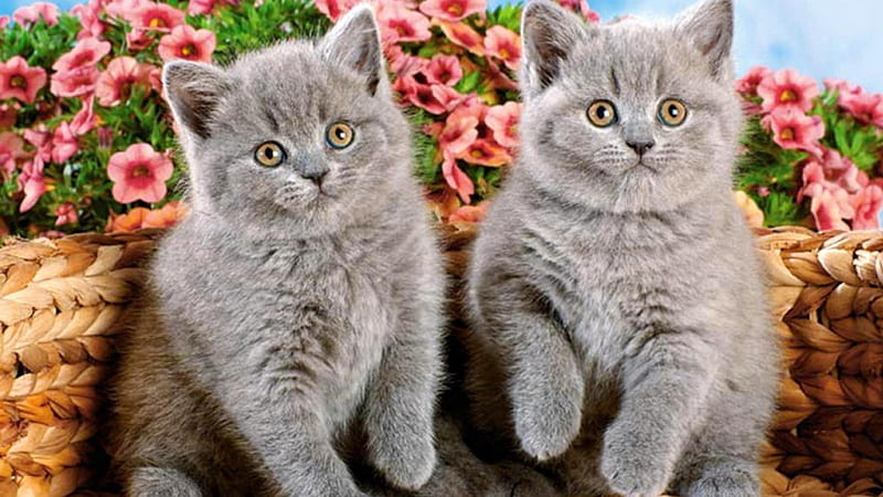 kitties watching a dog race, gris, cute, color, adorable, HD wallpaper
