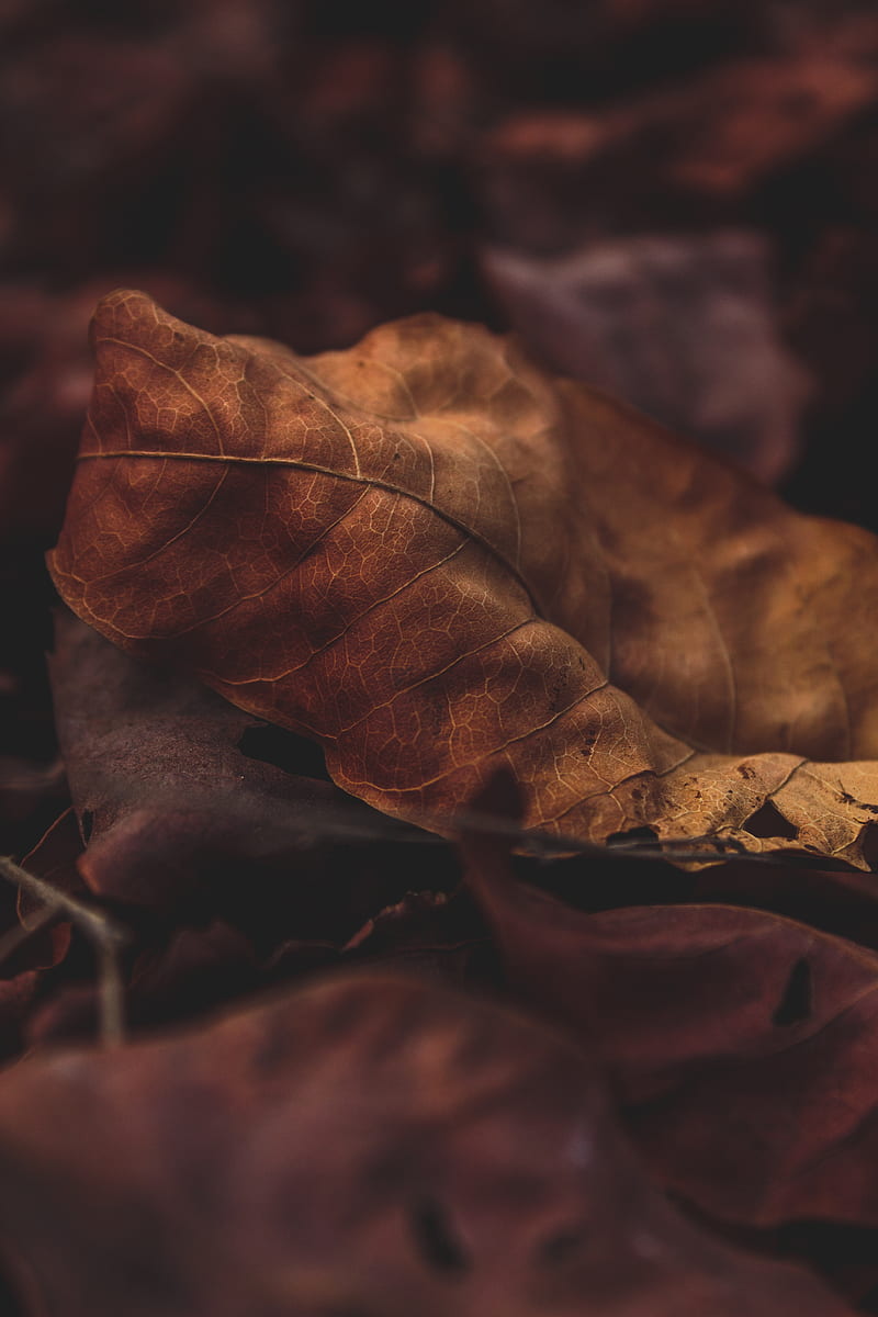 Dried brown leaf, HD phone wallpaper | Peakpx