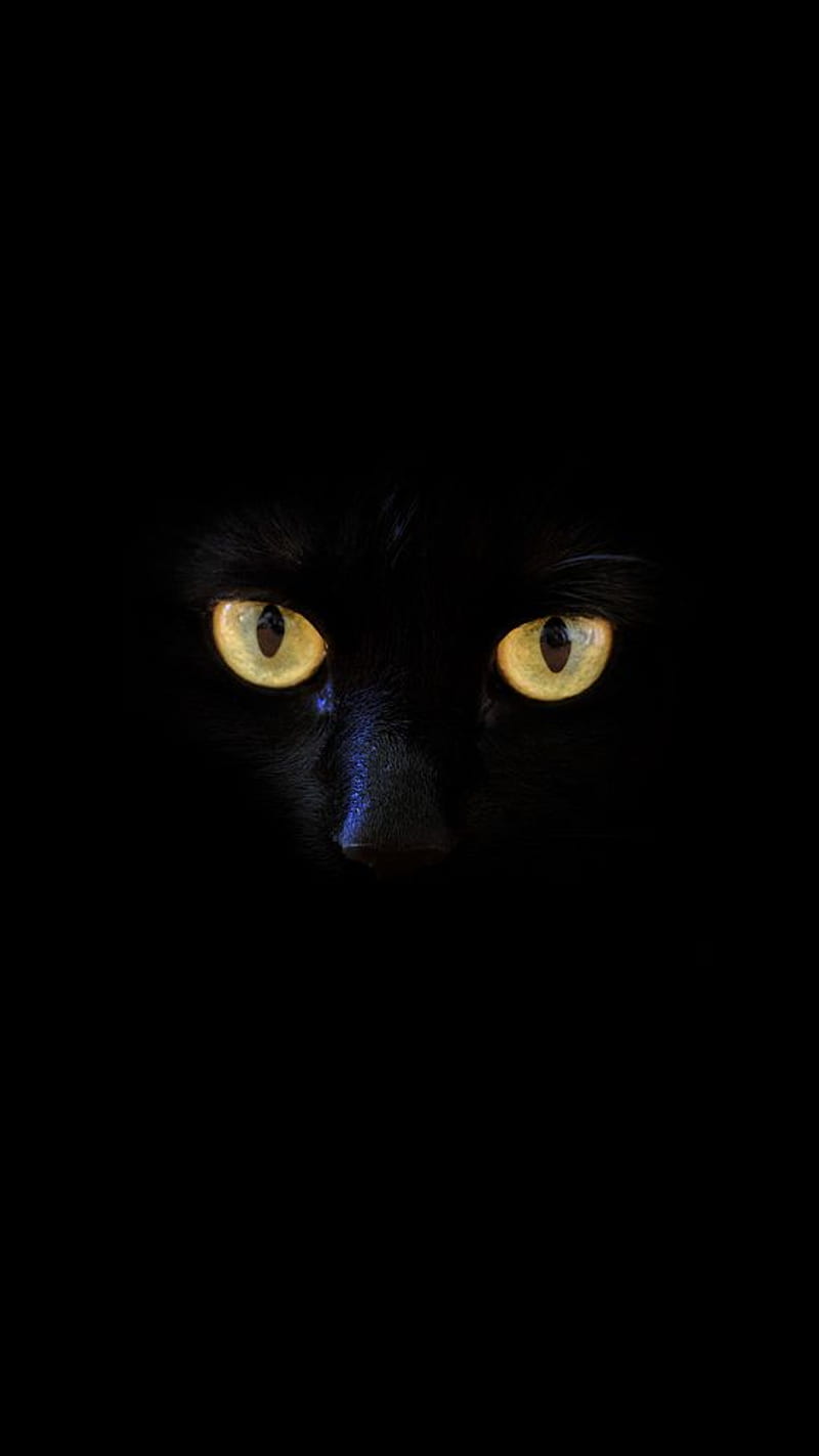 black cat , black cat, dangerous, HD phone wallpaper