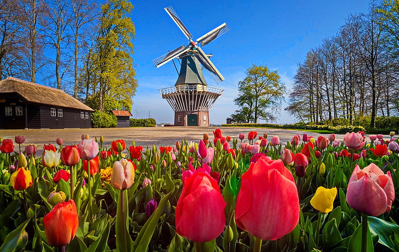 Holland windmill, Holland, Keukenhof, flowers, bonito, tulips, sky, Netherland, windmill, park, garden, HD wallpaper