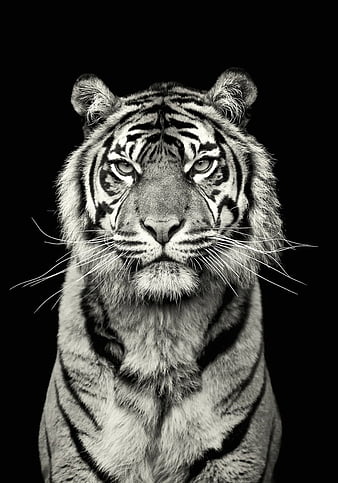 HD black and white tiger wallpapers | Peakpx