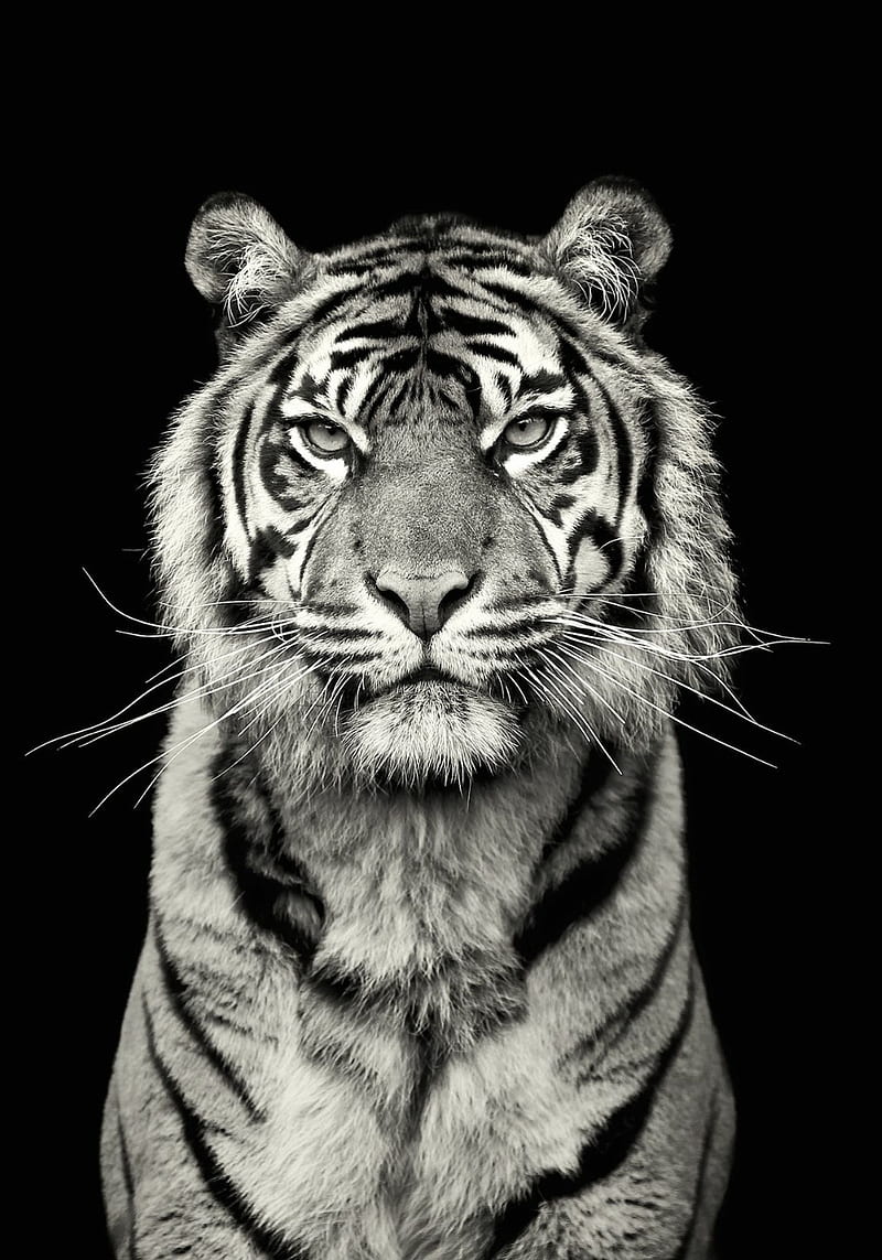 Tiger, black, white, HD phone wallpaper