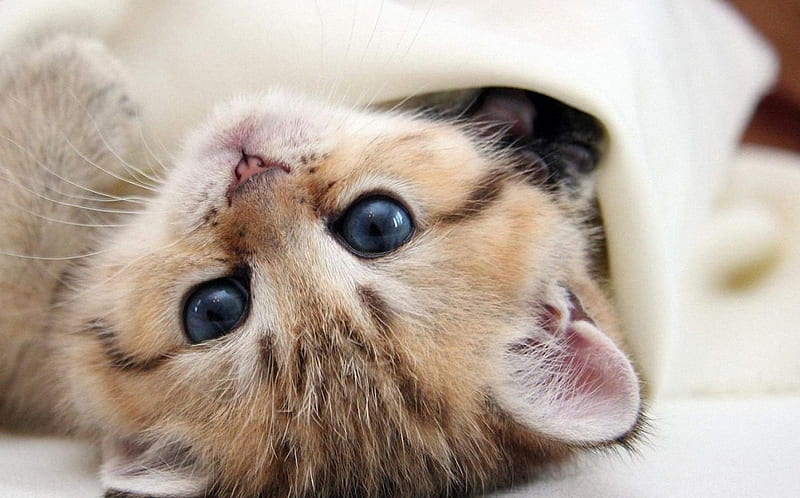 Kitten, cute, pretty, snout, cat, sweet, HD wallpaper
