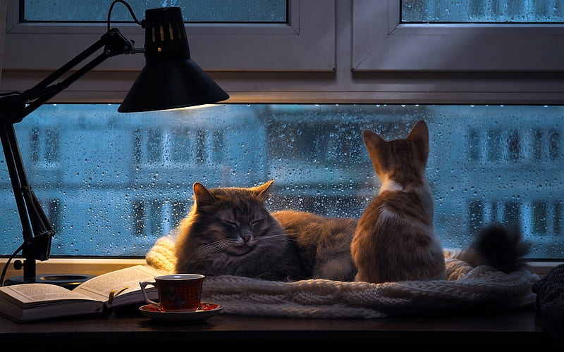 Cats by Window, lamp, window, cats, cup, book, rain, HD wallpaper