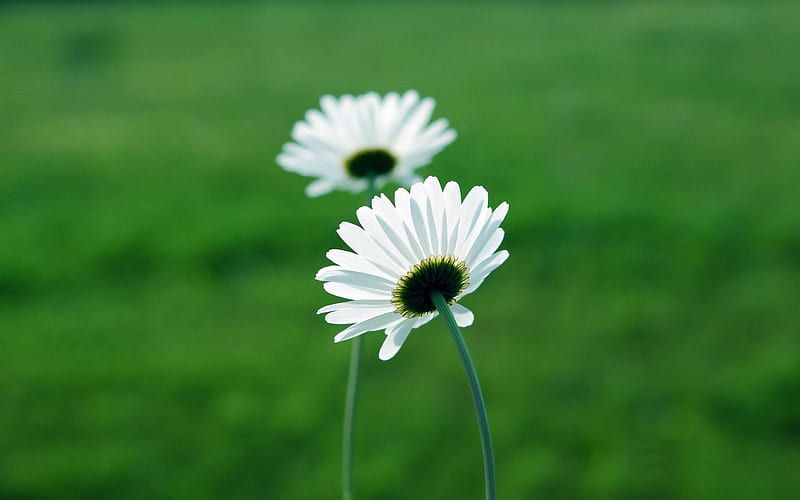 The small white daisy in the wild grass-Plant, HD wallpaper