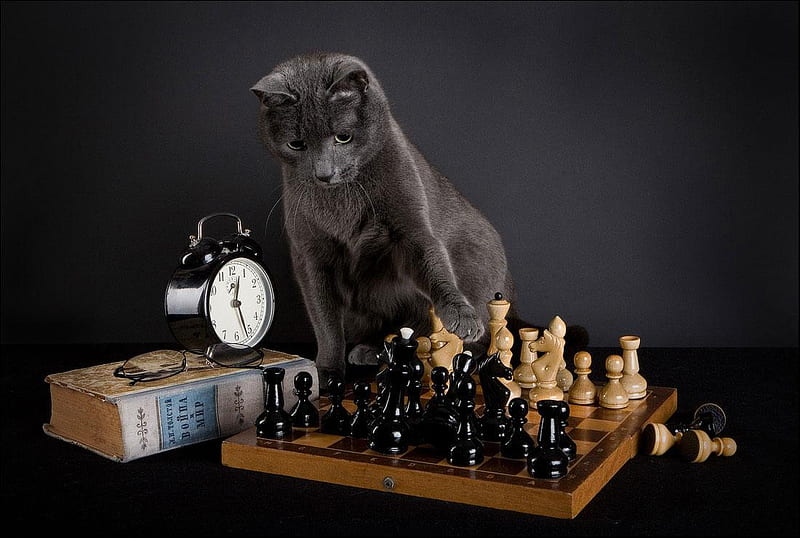 Cat, book, clock, chess board, animal, HD wallpaper