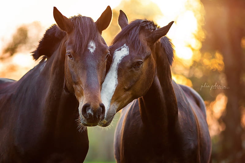 Horses, cal, cute, horse, kiss, couple, animal, HD wallpaper | Peakpx