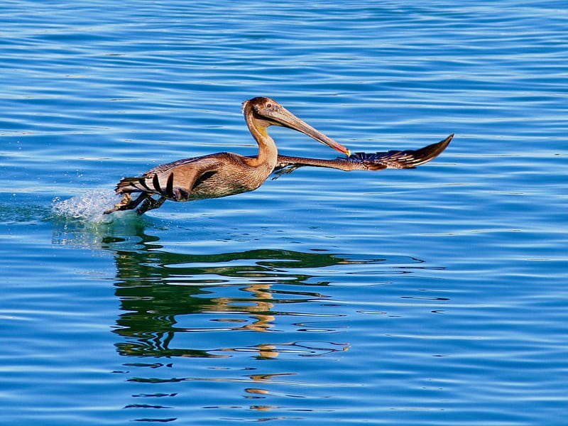 Untitled , in flight, pelican, monterey, california, HD wallpaper