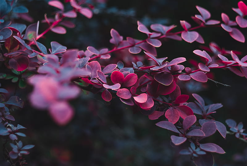 Maroon plant, HD wallpaper | Peakpx