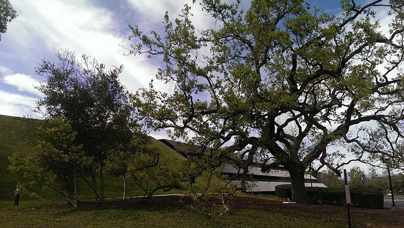 Oak Tree (Thousand Oaks, Ca.), Building, tree, California, Oak, Baxter, Thousand, Nature, HD wallpaper