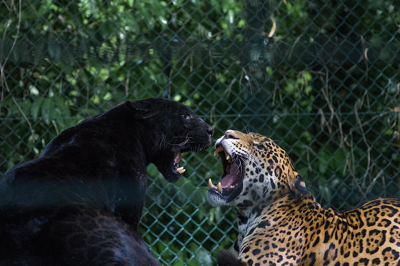 black jaguar and brown and black leopard fighting, HD wallpaper