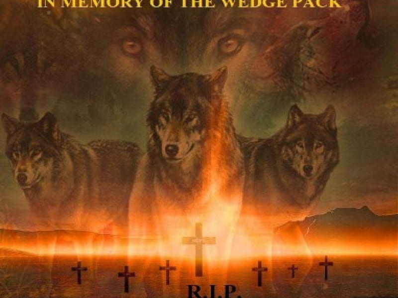 In Memory Of The Wedge Pack, abstract, wolves, animals, dogs, HD wallpaper