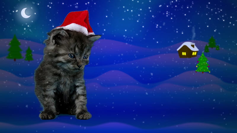 Weihnachts Katze, Schnee, Abend, Deutschland, Katze, HD wallpaper