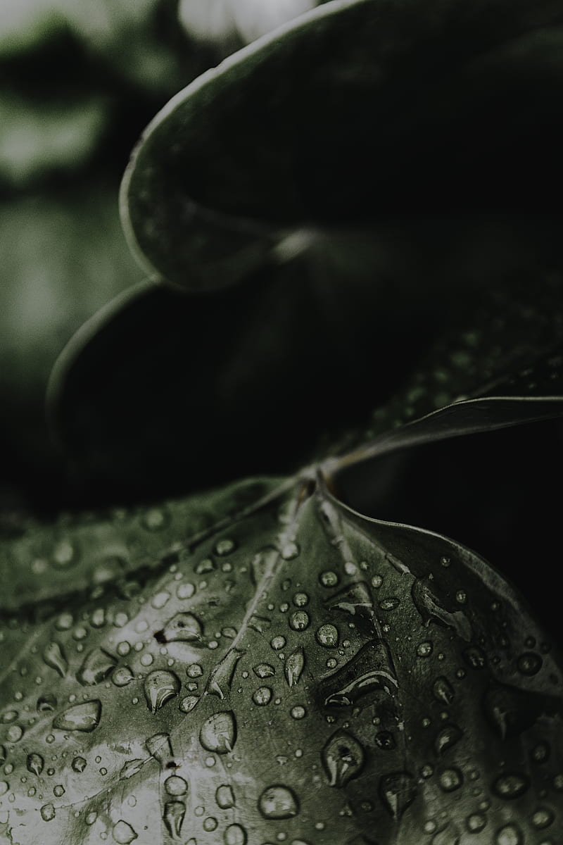 Water droplets on green leaf, HD phone wallpaper | Peakpx
