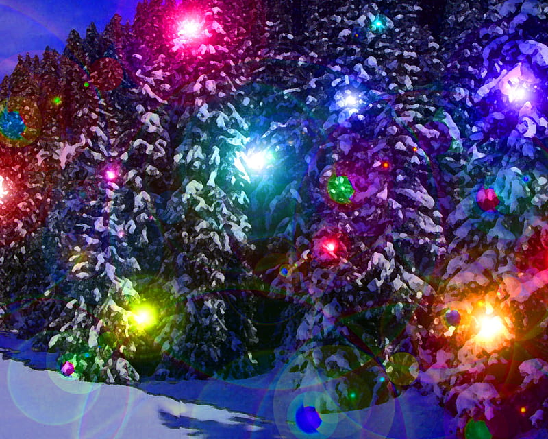 Snow Trees & Lights, Red, Snow, Lights, Forrest, Hd Wallpaper 