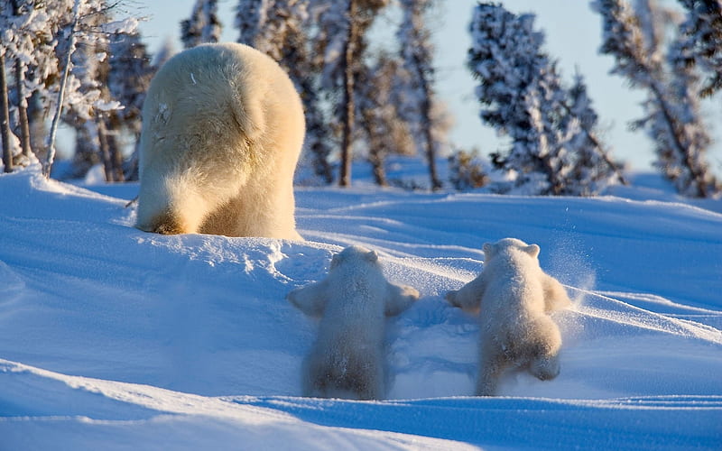 polar bears family, mother and cubs, winter, cute animals, wildlife, snowdrifts, bears, Ursus maritimus, polar bears, HD wallpaper
