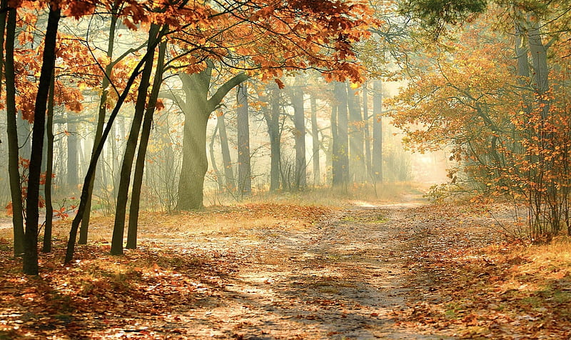 Sun Kissed Autumn Pathway, Forest, autumn, Trees, leaves, path, Peaceful, Sun rays, Fall, lovely, splender, HD wallpaper