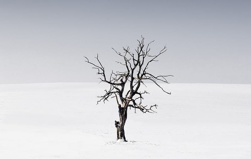 bare tree in the middle of snow, HD wallpaper