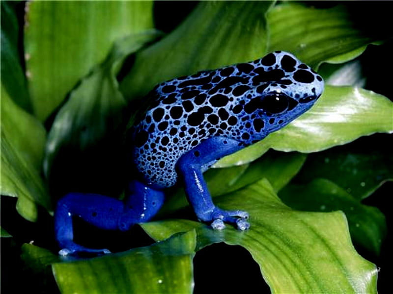 Ominous Blue Poison Dart Frog, Dart, Poison, Blue, Ominous, Frog, HD wallpaper