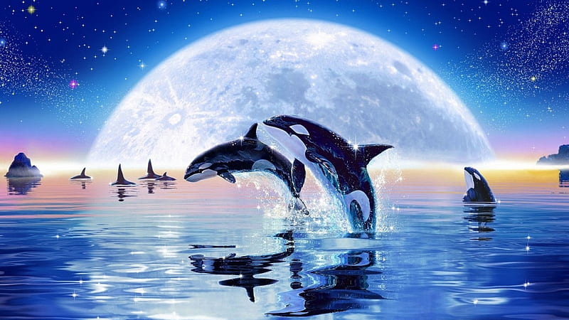 Orca, Wasser, Mond, Deutschland, HD wallpaper