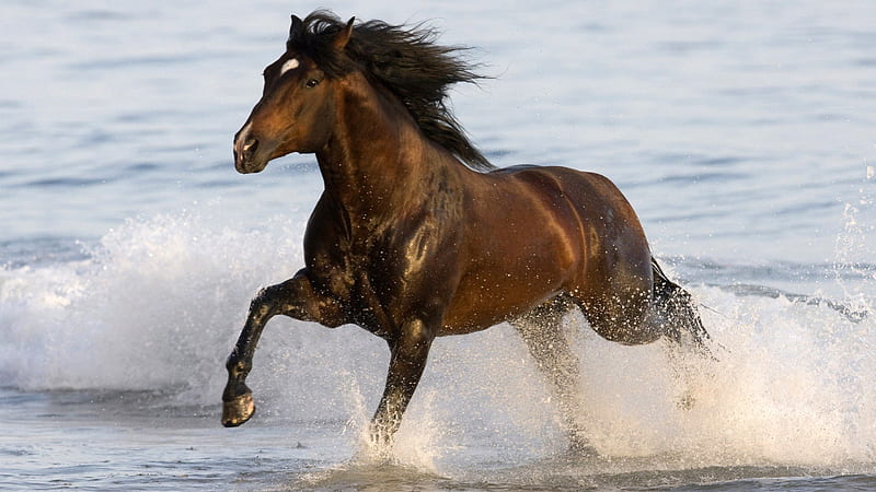 dom, beach, water, running, horse, animal, HD wallpaper