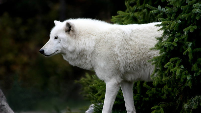 arctic wolf-Animal, HD wallpaper