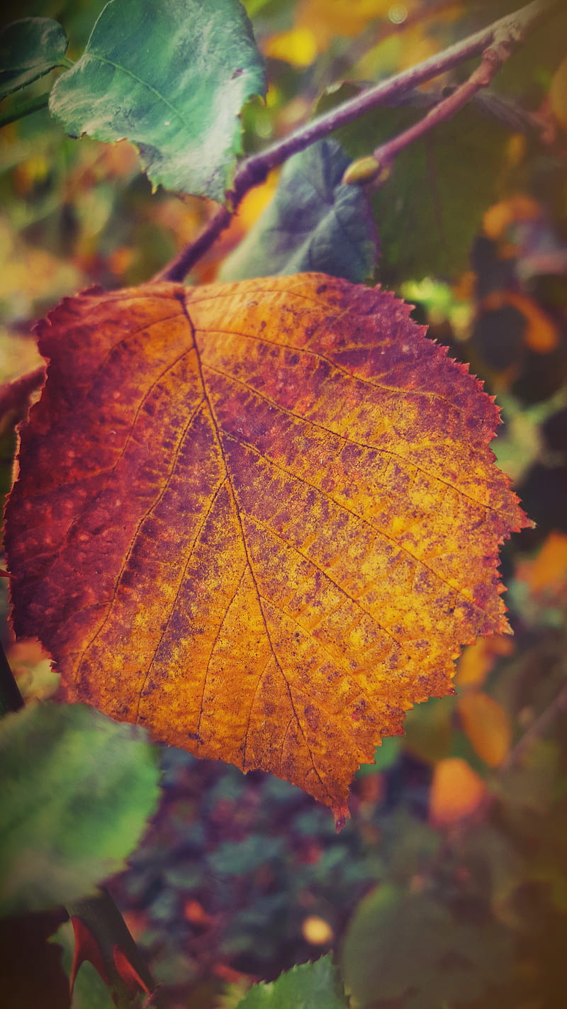 Leaf, autumn, seasons, yellow, HD phone wallpaper | Peakpx