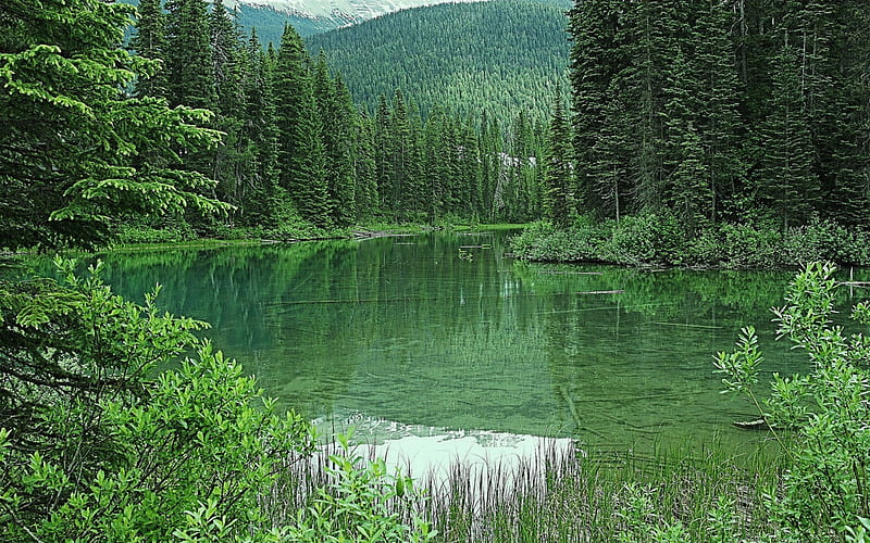 Emerald Lake, forest, green trees, green nature, mountain landscape, lungs of Earth, environment, Canada, HD wallpaper