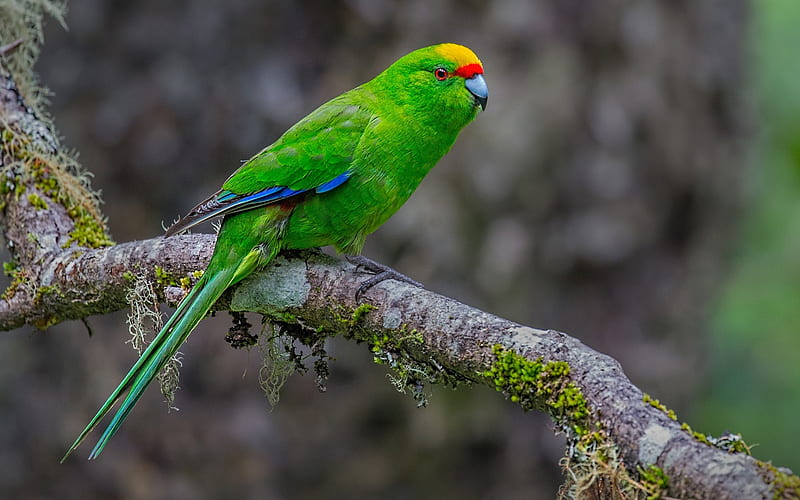 Yellow-crowned parakeet, parrot, beautiful green bird, green parrots, Cyanoramphus auriceps, New Zealand, HD wallpaper
