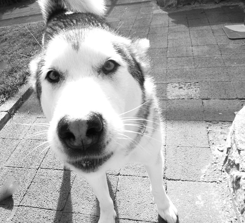 BOO ;), black and white, alaskan malamute, animals, dog, HD wallpaper