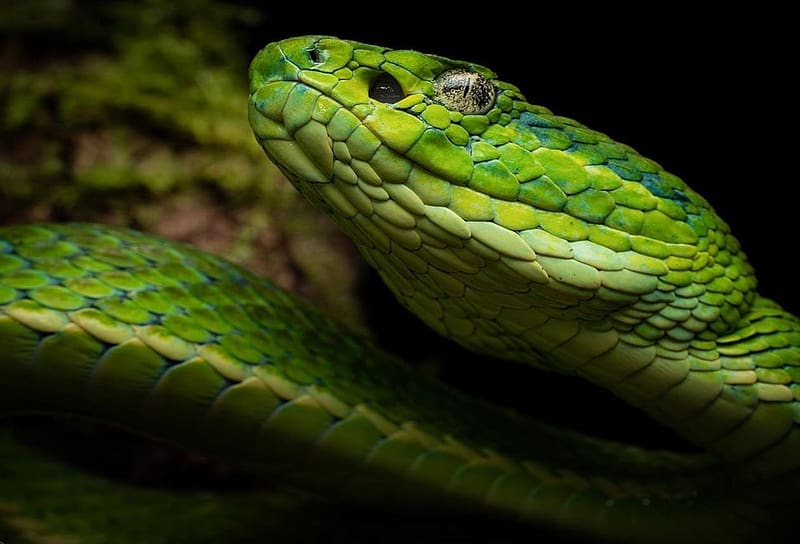 Botriechis lateralis, Animals, Reptil, Snake, Herpetology, HD wallpaper