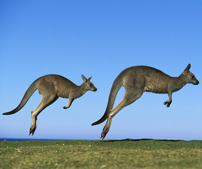 Kangaroo, animal, australia, HD wallpaper