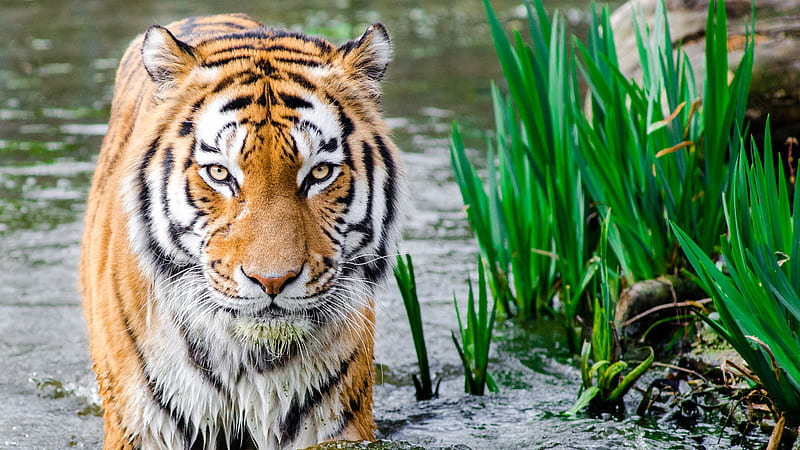Tiger Is Standing On Water With Grasses Nearby Tiger, HD wallpaper
