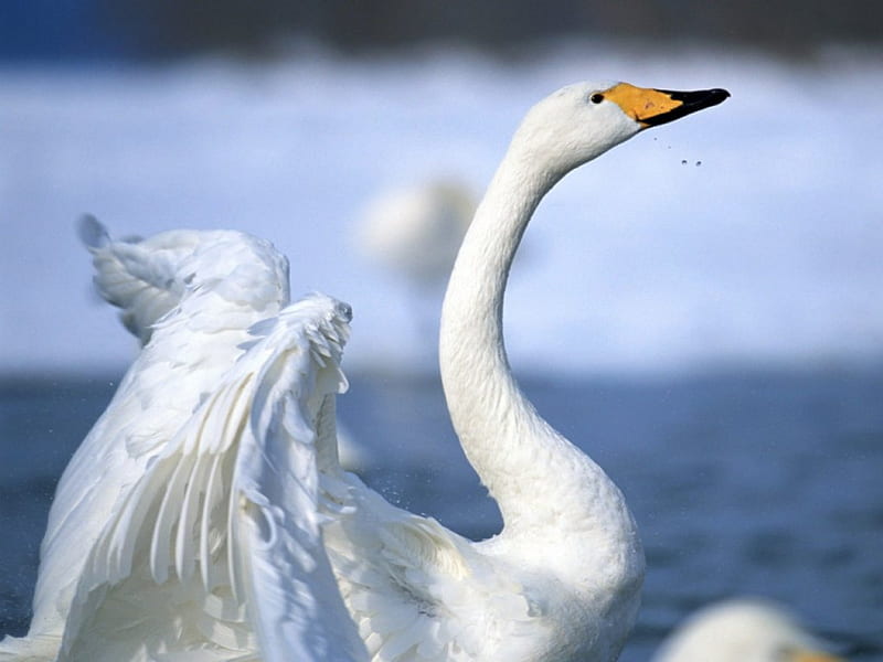 Swan shaking wings, wings, swan, bird, lake, HD wallpaper