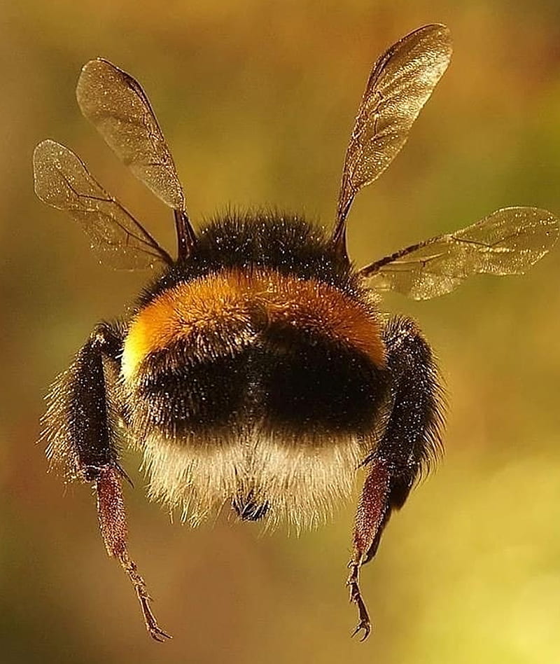 Manosear, abeja, abejas, error, naturaleza, Fondo de pantalla de teléfono  HD | Peakpx